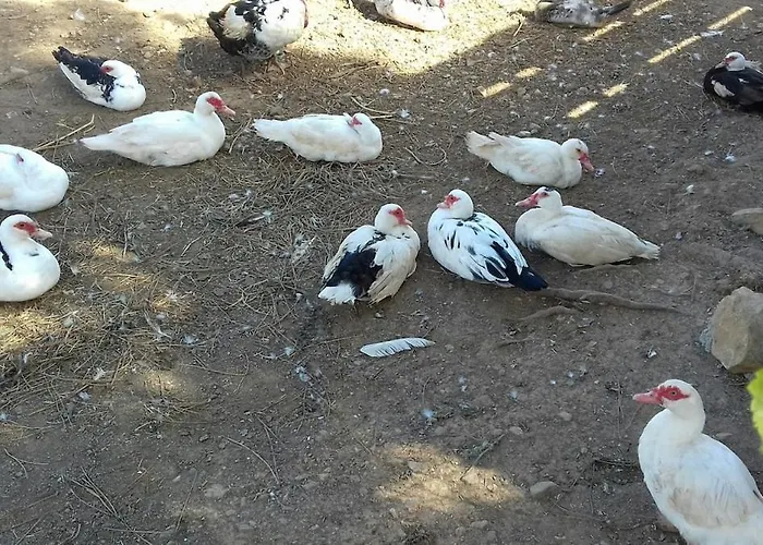 펜션 Quinta Lameiras *